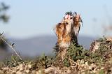 YORKSHIRE TERRIER 214